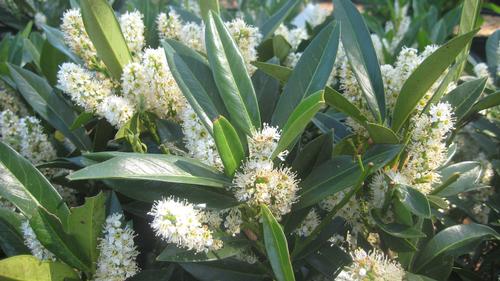 Prunus laurocerasus 'Otto Luyken' (Otto Luyken Cherry Laurel)