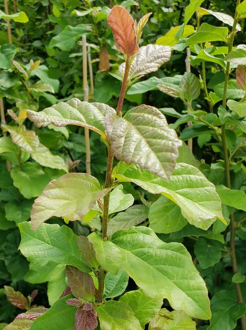 Parrotia persica Vanessa
