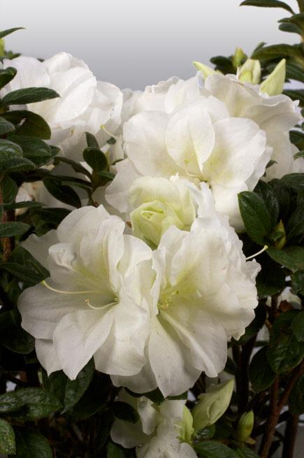 Azalea Encore® Autumn Moonlight®