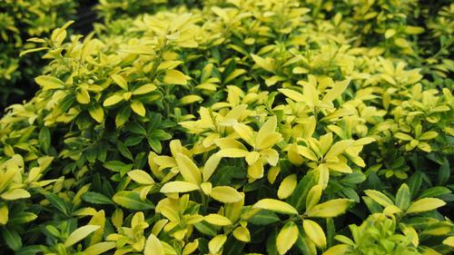 Ilex crenata 'Golden Soft Touch'