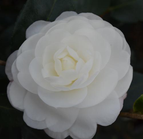 Camellia sasanqua 'Autumn Moon' (Autumn Moon Sasanqua)