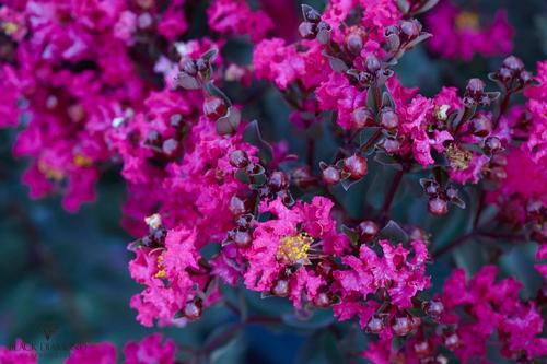 Lagerstroemia Black Diamond™ 'Mystic Magenta' (Mystic Magenta Crape Myrtle)