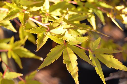 Acer palmatum 'Wild Fire' (Wild Fire Coral Bark Maple)