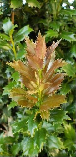 Ilex x 'Acadiana™'