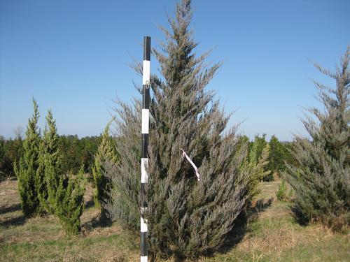 Field grown Juniperus scopulorum 'Moonglow'