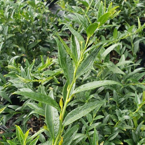 Sarcococca hookeriana var. humilis