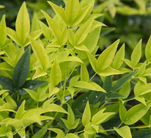 Nandina domestica 'Lemon Lime'