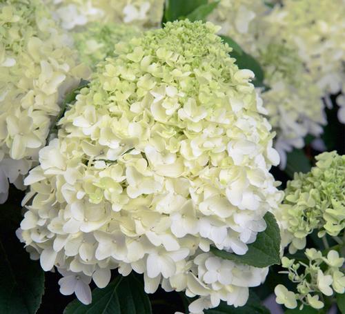 Hydrangea paniculata 'White Wedding®'