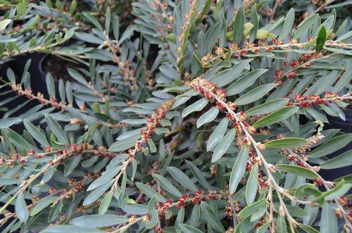 Distylium 'Green Wave'