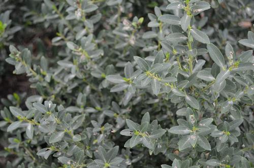 Ilex crenata 'Hoogendorn'