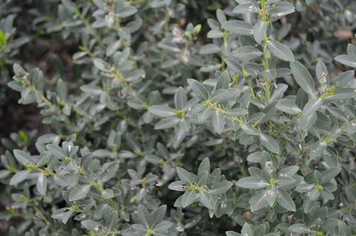 Ilex crenata 'Hoogendorn' (Hoogendorn Japanese Holly)