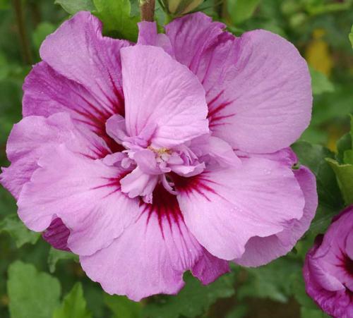 Hibiscus syriacus 'Tahiti™'