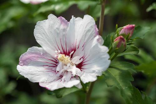 Hibiscus syriacus 'Fiji™'
