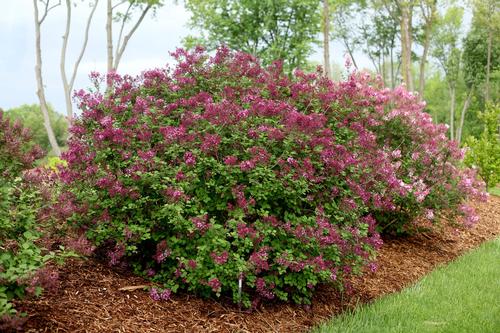 Syringa x Bloomerang® Dark Purple