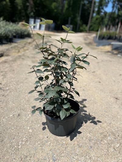 Viburnum carlesii