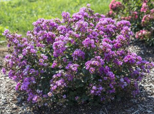 Lagerstroemia 'Bellini® Grape'