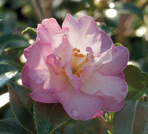 Camellia sasanqua 'October Magic Orchid'