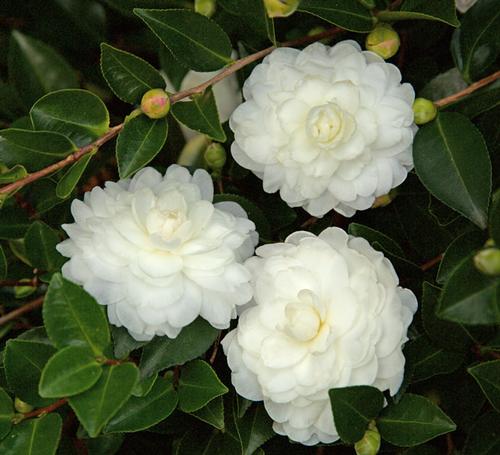 Camellia sasanqua October Magic® 'White Shi-Shi™'