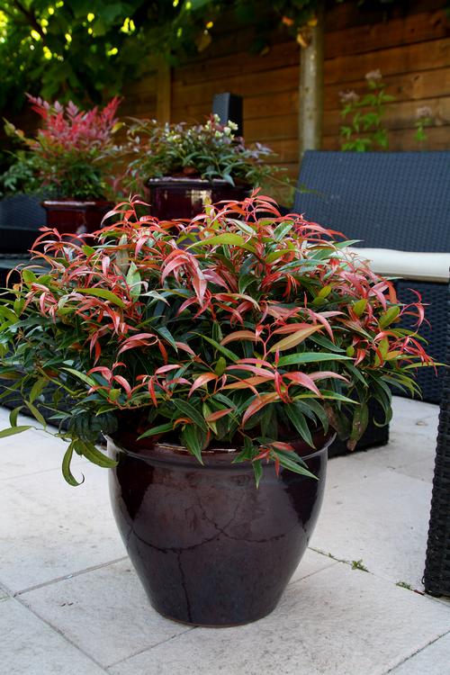 Leucothoe keiskei 'Burning Love'
