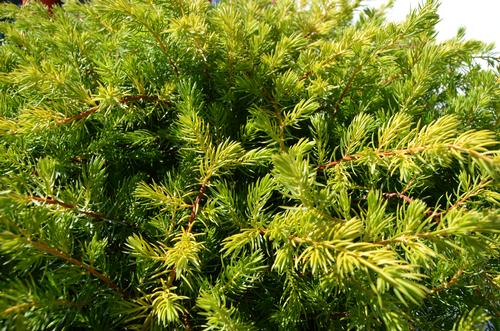 Juniperus conferta Golden Pacific