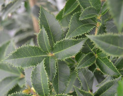 Osmanthus x 'Carl Wheeler'