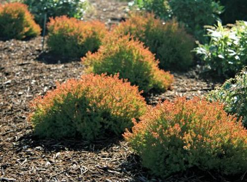 Thuja occidentalis 'Fire Chief™'