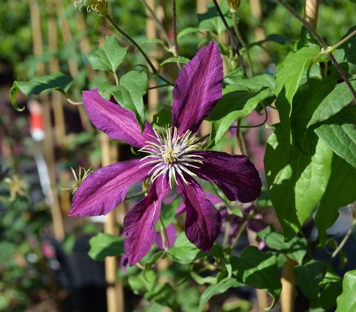 Clematis 'Niobe'