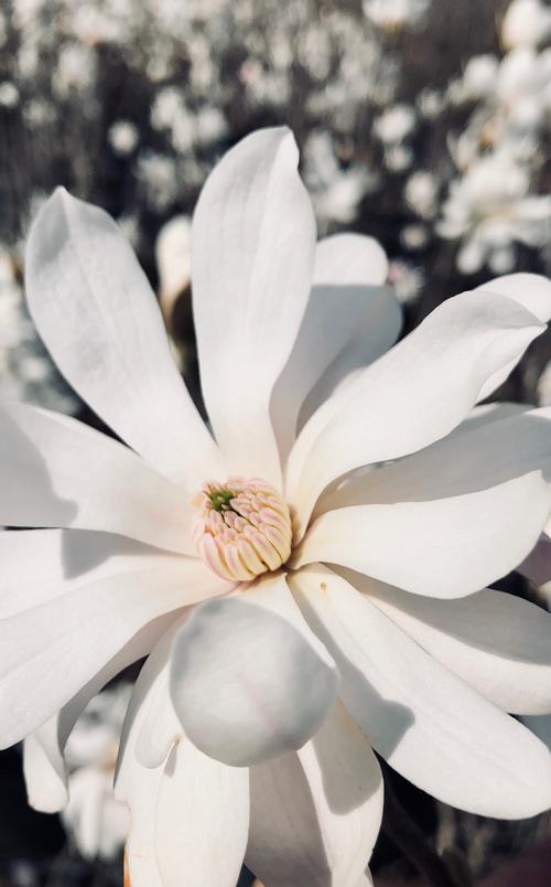 Magnolia stellata 'Royal Star' (Royal Star Magnolia)