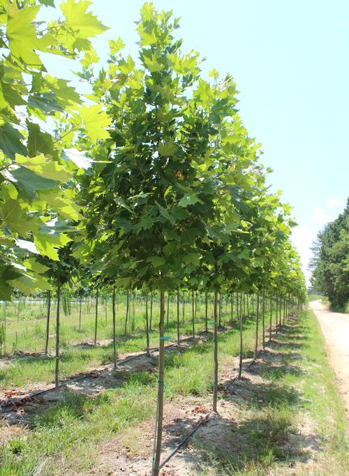 Field grown Platanus x acerifolia 'Exclamation'