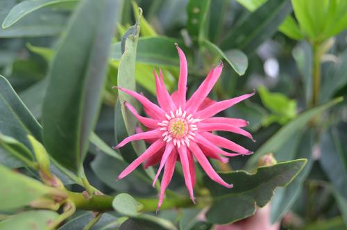 Illicium x 'Woodland Ruby' (Woodland Ruby Anise)