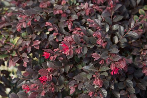 Loropetalum chinense 'Purple Daydream' (Purple Daydream Loropetalum)