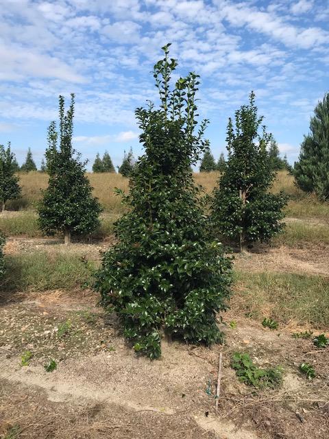 Ilex x 'National' (National Holly)