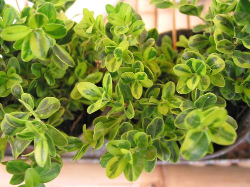 Buxus microphylla Golden Dream