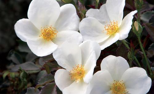 Rosa White Knock Out®