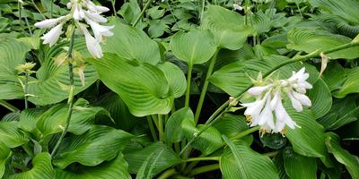 Hosta Blue Angel