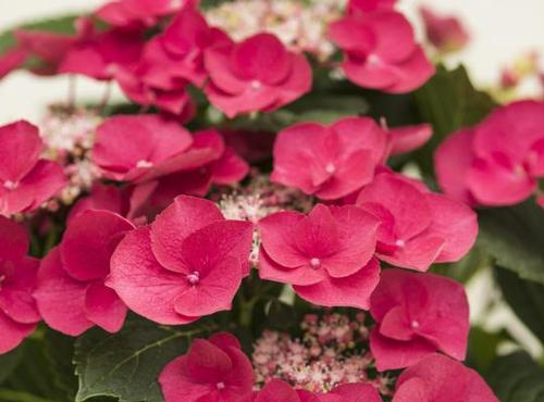 Hydrangea macrophylla 'Cherry Explosion™'