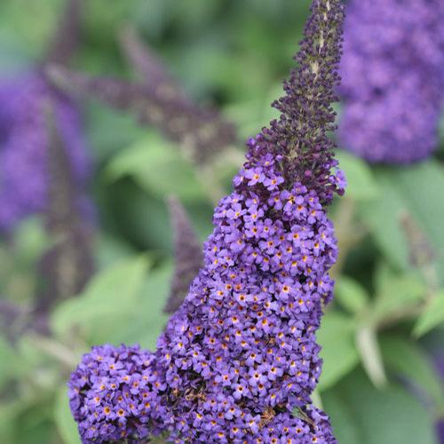 Buddleia 'Pugster Blue®' - Pugster Blue® Butterfly Bush from Taylor's Nursery