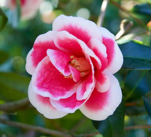 Camellia sasanqua 'Christmas Carol™'