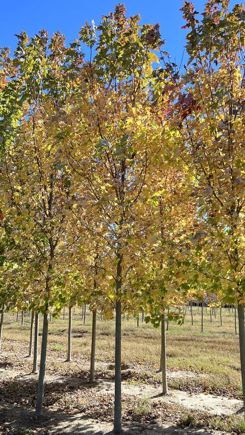 Acer x freemanii - Freeman's Maple from Taylor's Nursery