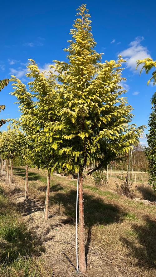 Metasequoia glyptostroboides 'Amber Glow' - Amber Glow Dawn Redwood from Taylor's Nursery