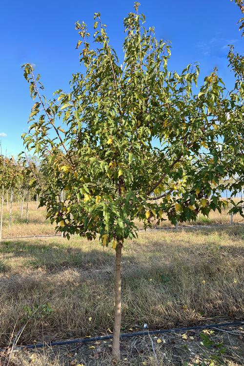 Acer ginnala