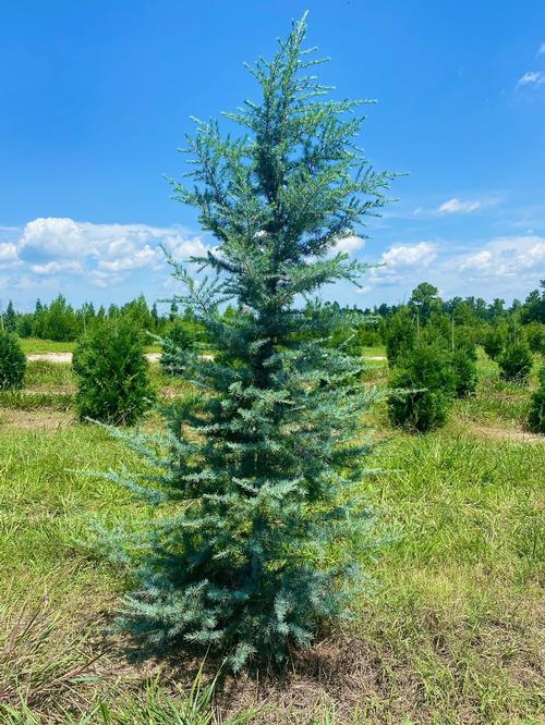 Cedrus deodara 'Patti Faye'