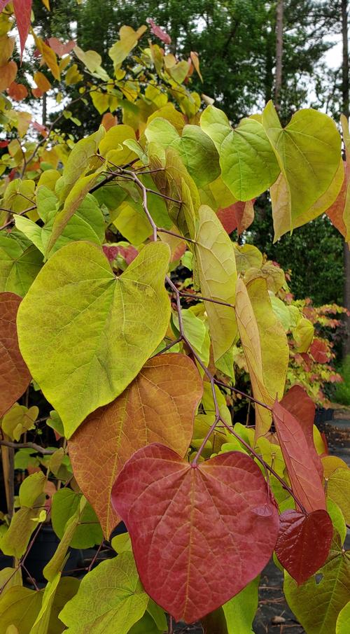Cercis canadensis 'Flame Thrower®'