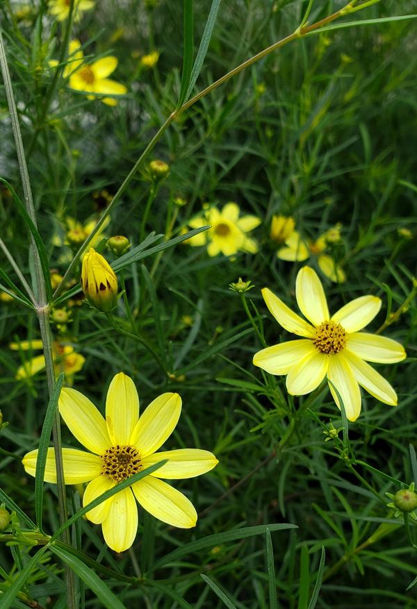 Coreopsis verticillata 'Moonbeam' - Moonbeam Coreopsis from Taylor's Nursery