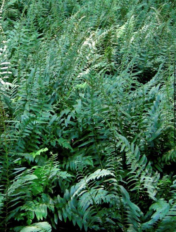 Polystichum acrostichoides