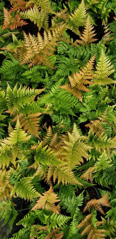 Dryopteris erythrosora 'Brilliance' - Brilliance Japanese Autumn Fern from Taylor's Nursery