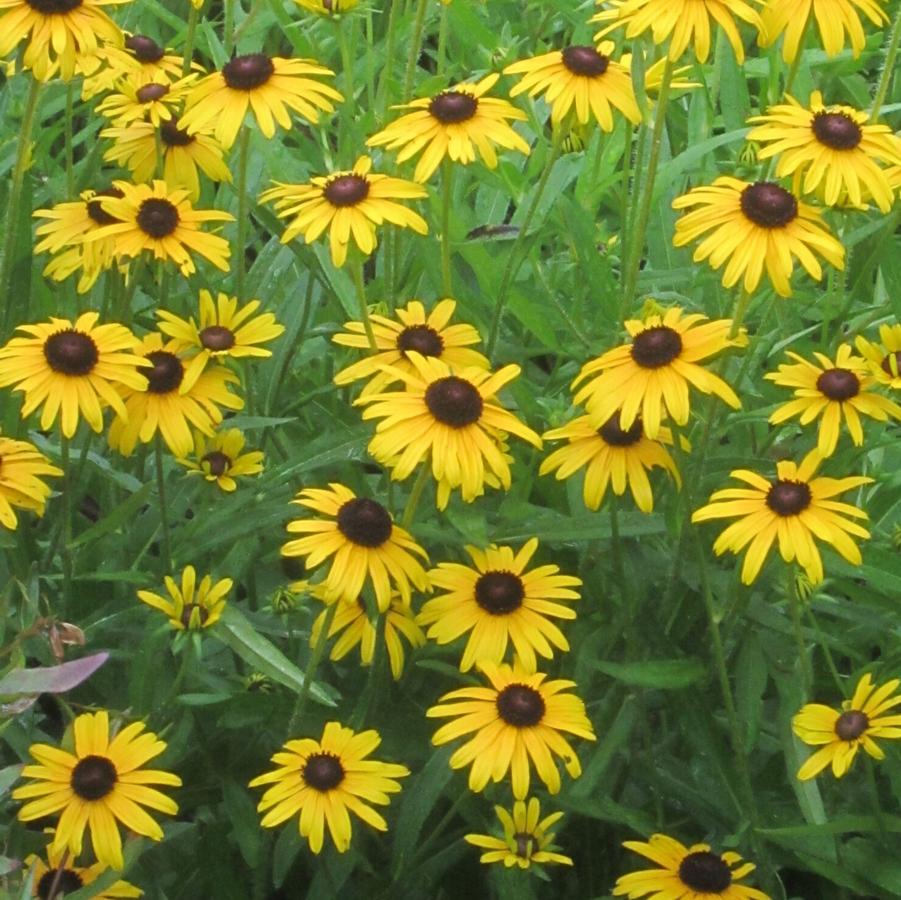 Rudbeckia fulgida 'Viette's Little Suzy'