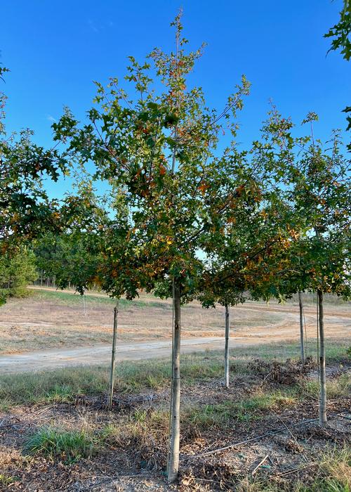 Quercus nuttalli 'Tytlest™' - Tytlest™ Nuttal Oak from Taylor's Nursery