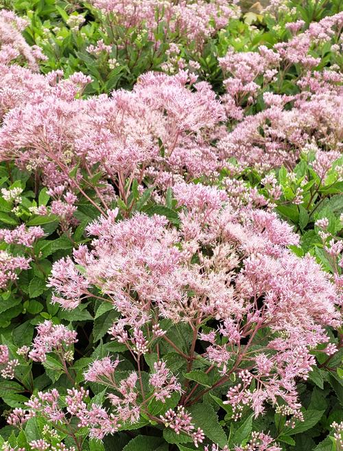 Eupatorium purpureum 'Baby Joe'