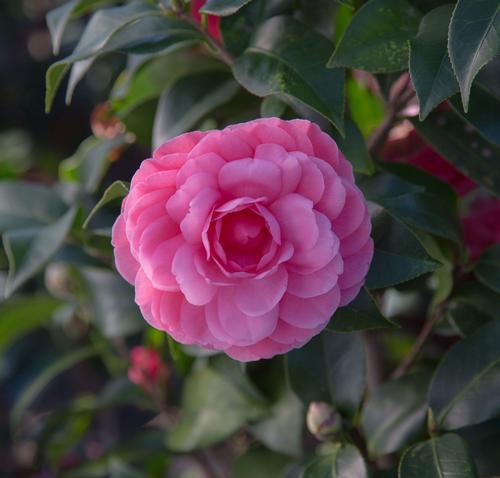 Camellia japonica 'Early Wonder®'